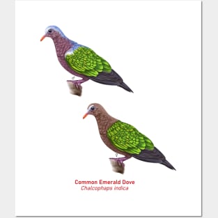 Asian Emerald Dove | Chalcophaps indica ⚥ Posters and Art